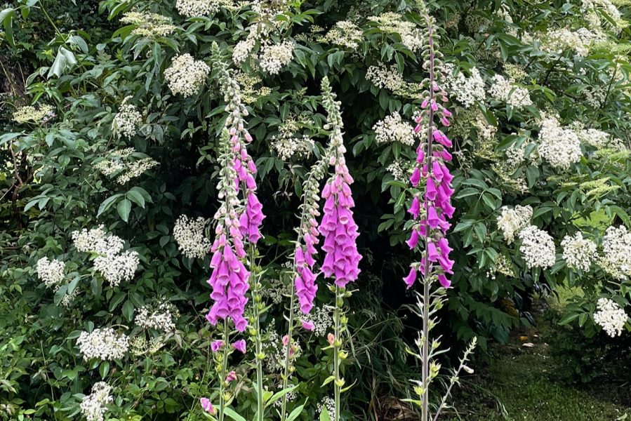 The Holt foxgloves